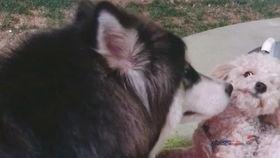 爆料狗狗打架视频播放大全,火爆打架视频大盘点 第1张 爆料狗狗打架视频播放大全,火爆打架视频大盘点 第1张