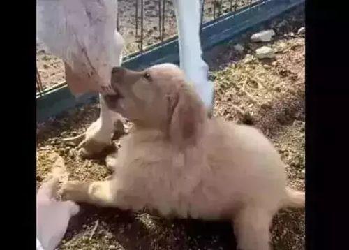 羊圈真实爆料视频下载,真实事件背后的惊人内幕 第1张 羊圈真实爆料视频下载,真实事件背后的惊人内幕 第1张